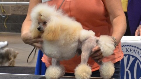 トリマーになるには