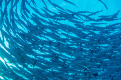 日本さかな専門学校 の特長 1